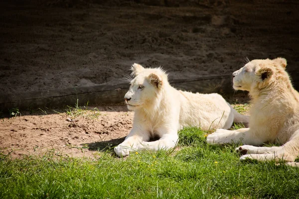 Los Leones Blancos Del Bebé Están Enfriando Bajo Sol —  Fotos de Stock