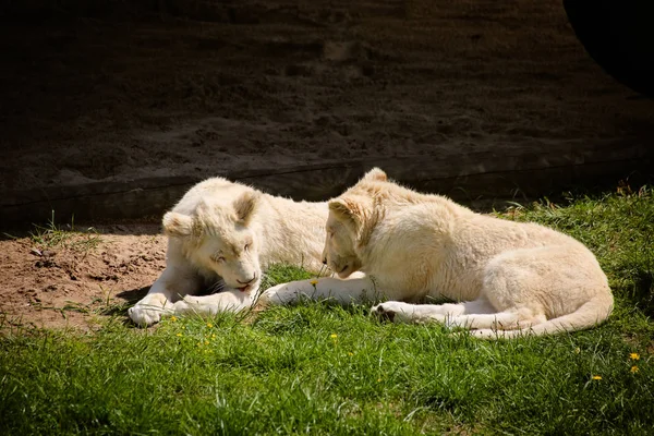 白狮宝宝在阳光下很冷 — 图库照片