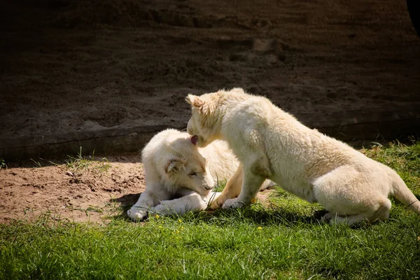 Los Leones Blancos Del Bebé Están Enfriando Bajo Sol —  Fotos de Stock