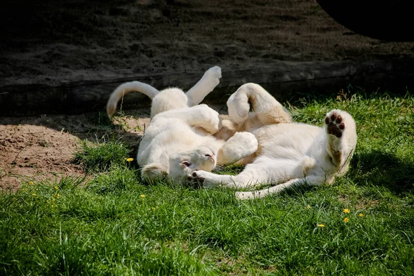 Weiße Löwenbabys Spielen Und Toben Der Sonne — Stockfoto