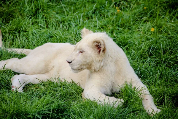 Gros Plan Bébé Lion Blanc — Photo