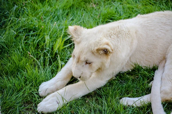 Gros Plan Bébé Lion Blanc — Photo