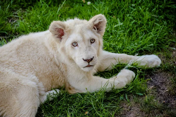 Närbild Ett Vitt Lejon — Stockfoto