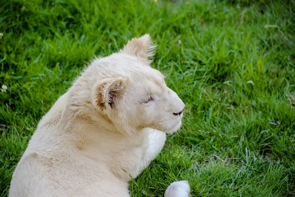 Closeup White Baby Lion — 스톡 사진