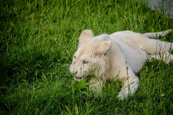 Closeup White Baby Lion — Stockfoto