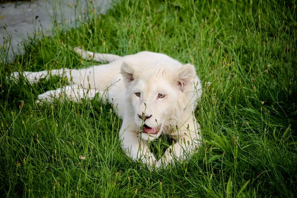 Fechar Leão Babila Branco — Fotografia de Stock