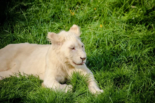 Close Van Een Witte Baby Leeuw — Stockfoto