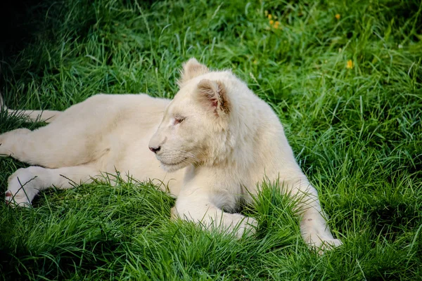 Closeup White Baby Lion — 스톡 사진