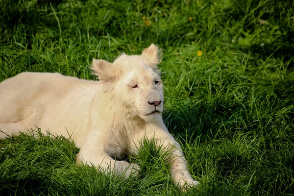 Gros Plan Bébé Lion Blanc — Photo