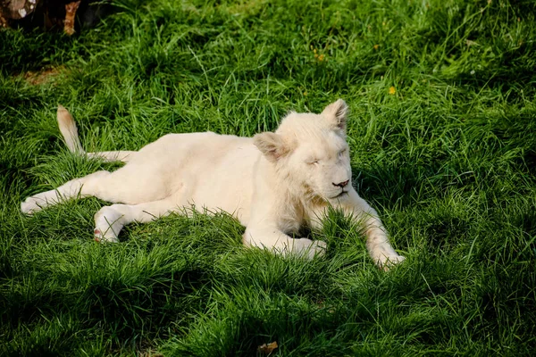 Close Van Een Witte Baby Leeuw — Stockfoto