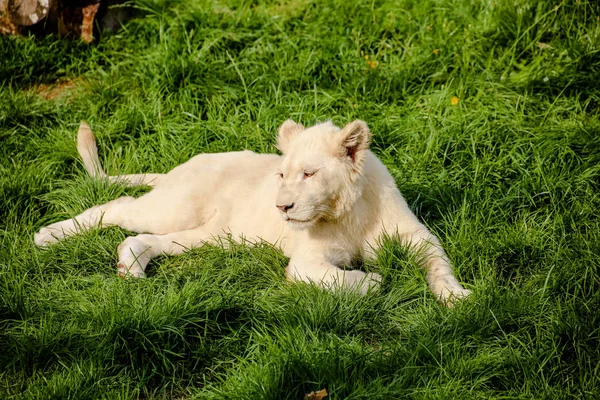 Gros Plan Bébé Lion Blanc — Photo