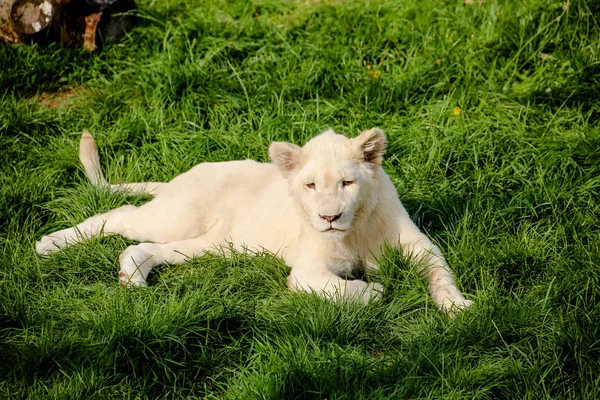 Closeup White Baby Lion — Stockfoto