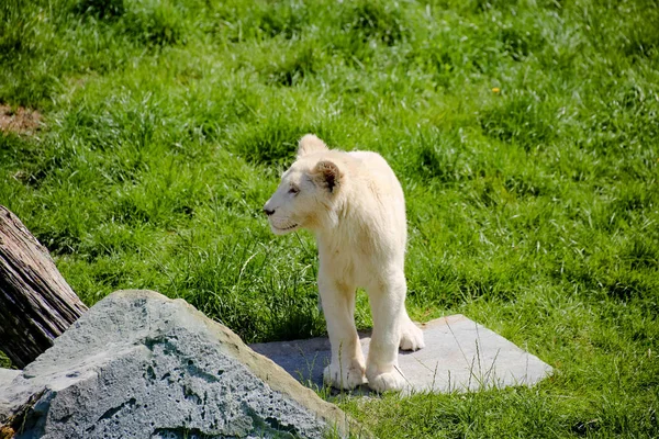 Zbliżenie Białego Lwa — Zdjęcie stockowe