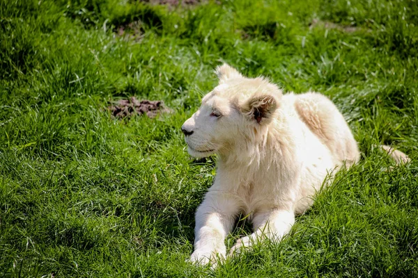 Close Leão Bebé Branco — Fotografia de Stock