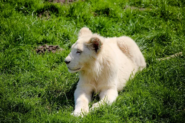 Gros Plan Bébé Lion Blanc — Photo