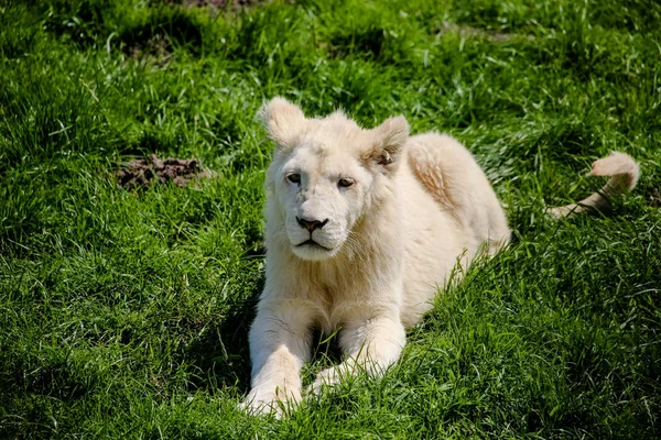 Gros Plan Bébé Lion Blanc — Photo