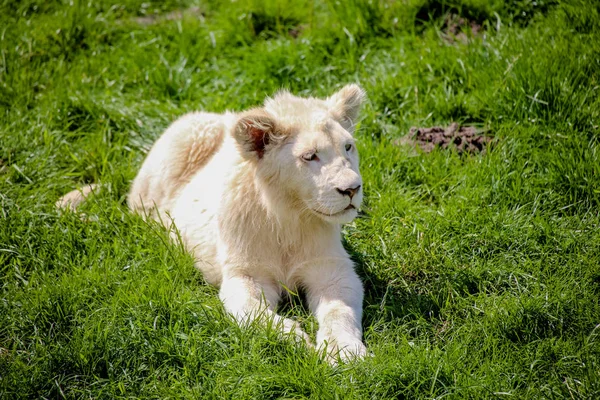 Close Leão Bebé Branco — Fotografia de Stock