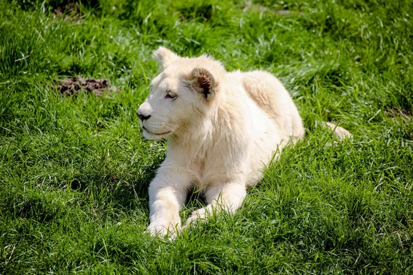 Nahaufnahme Eines Weißen Löwenbabys — Stockfoto