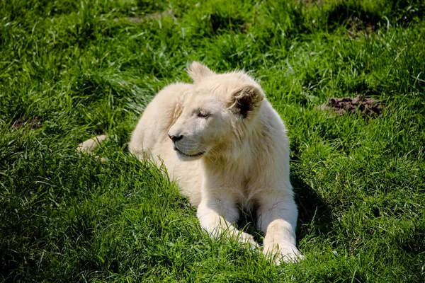 Close Van Een Witte Leeuw — Stockfoto