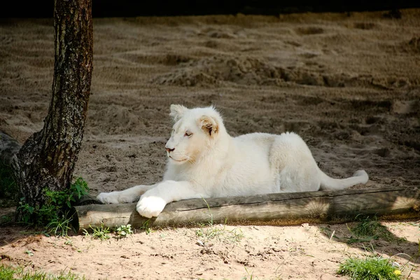 Closeup White Baby Lion — Stockfoto