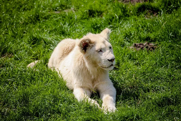 Close Van Een Witte Leeuw — Stockfoto