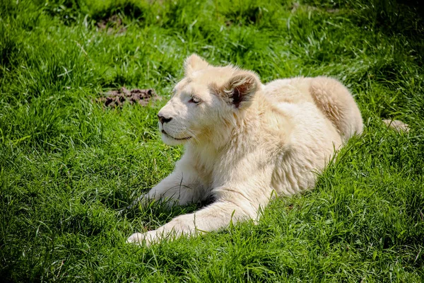 Close Van Een Witte Baby Leeuw — Stockfoto