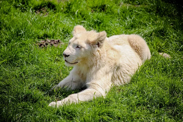 Close White Baby Lion — Stock Photo, Image