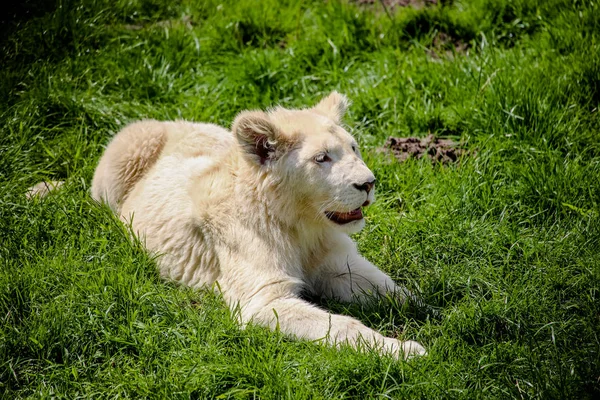 Close White Baby Lion — Stock Photo, Image
