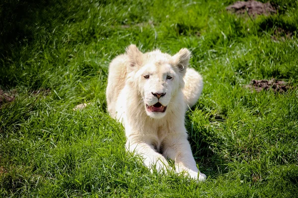 Close Van Een Witte Leeuw — Stockfoto