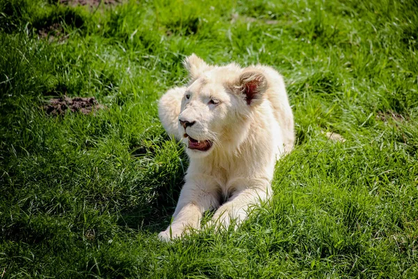 Closeup White Baby Lion — 스톡 사진