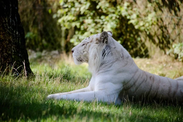 Beyaz Kaplanın Yakın Çekimi — Stok fotoğraf