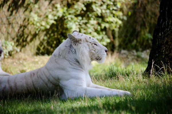 Close White Tiger — Stock Photo, Image