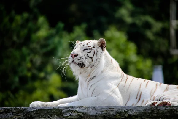 Gros Plan Tigre Blanc — Photo