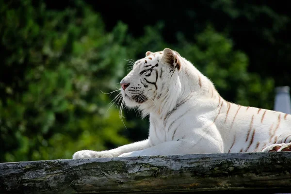 Gros Plan Tigre Blanc — Photo