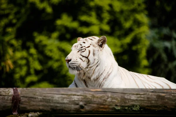Zbliżenie Białego Tygrysa — Zdjęcie stockowe