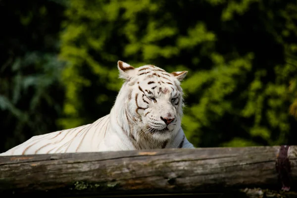 Detailní Záběr Bílého Tygra — Stock fotografie