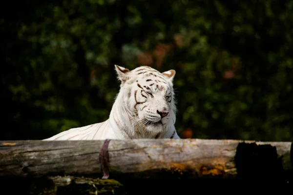 Gros Plan Tigre Blanc — Photo