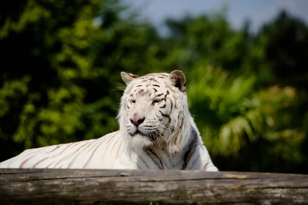 Fechar Tigre Branco — Fotografia de Stock