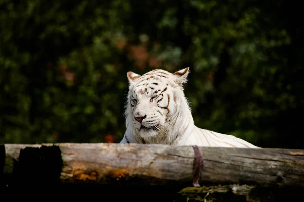Primer Plano Tigre Blanco — Foto de Stock
