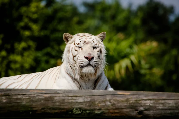 Primer Plano Tigre Blanco —  Fotos de Stock
