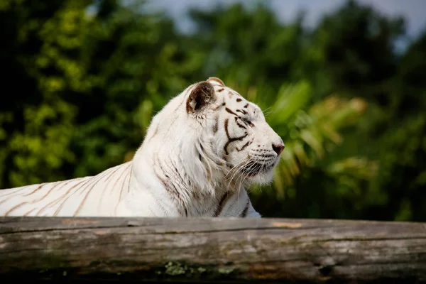 Nahaufnahme Eines Weißen Tigers — Stockfoto