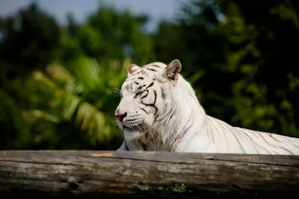 Gros Plan Tigre Blanc — Photo