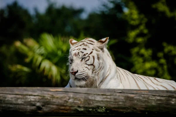 Gros Plan Tigre Blanc — Photo