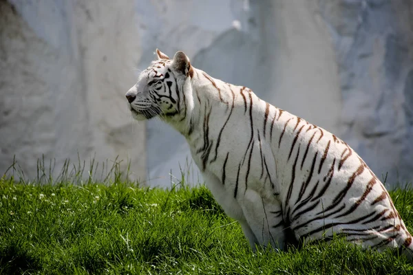 Detailní Záběr Bílého Tygra — Stock fotografie