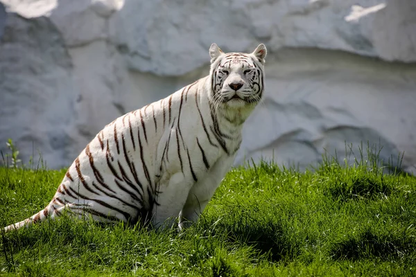 Fechar Tigre Branco — Fotografia de Stock
