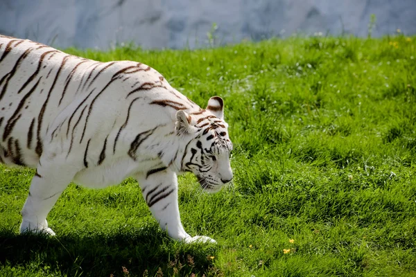 Nahaufnahme Eines Weißen Tigers — Stockfoto