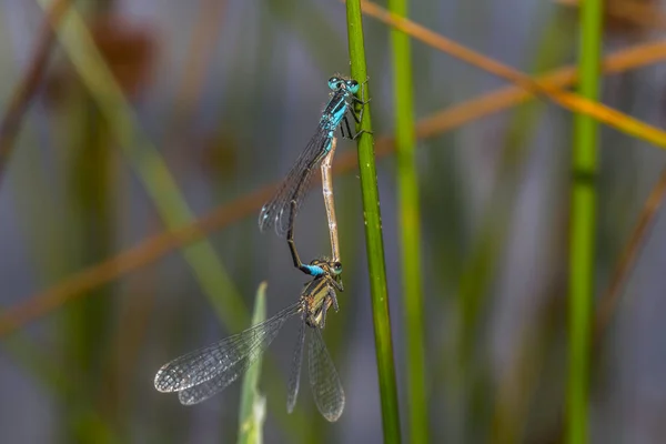 Ischnura Grande Durante Acasalamento Paarungsrad — Fotografia de Stock