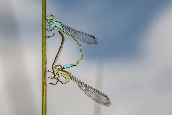 Entomologi Och Odonata Trollsländeinsekt — Stockfoto