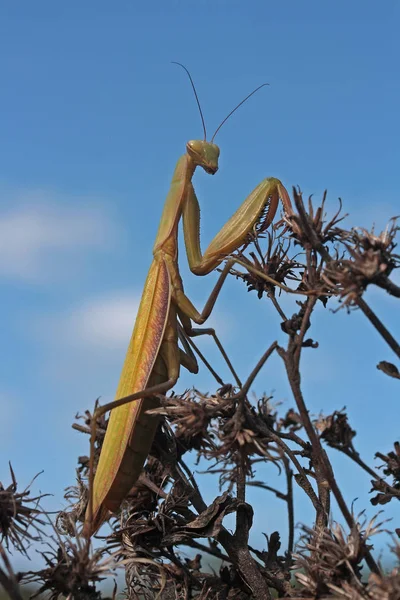 Vahşi Doğada Böceğe Yakın Çekim — Stok fotoğraf