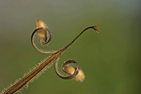 Semilla Cigüeña Del Prado Geranio Pratense — Foto de Stock